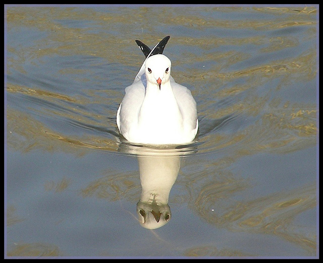 photo "Plasticine seagull" tags: nature, humor, wild animals