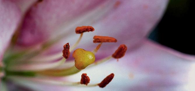 photo "Life" tags: nature, macro and close-up, flowers