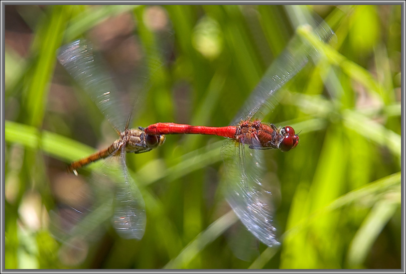 photo "Tandem." tags: macro and close-up, nature, insect