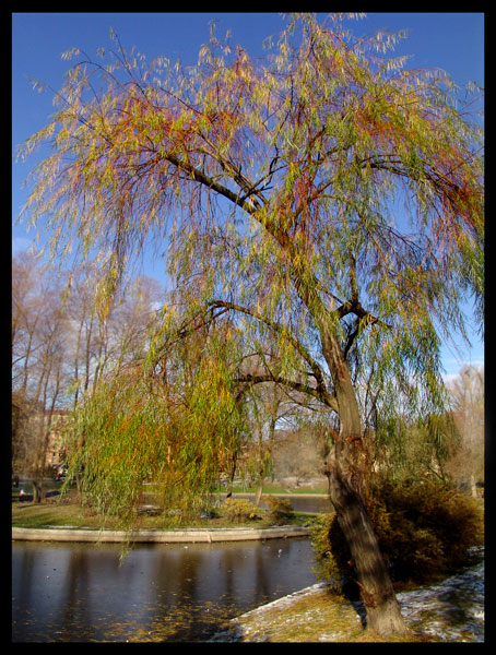 photo "The autumn draws..." tags: landscape, nature, autumn, flowers