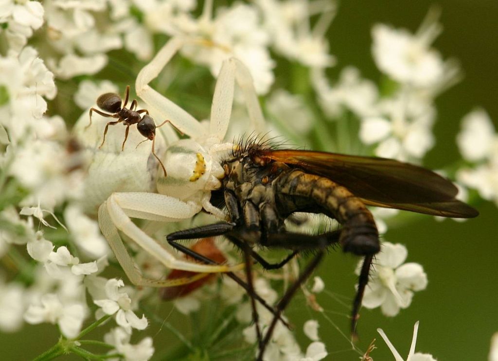 photo "The Spider and the curious Ant" tags: macro and close-up, nature, insect