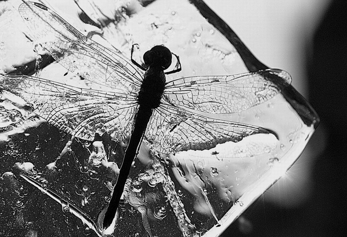 photo "Fantasy" tags: black&white, genre, 