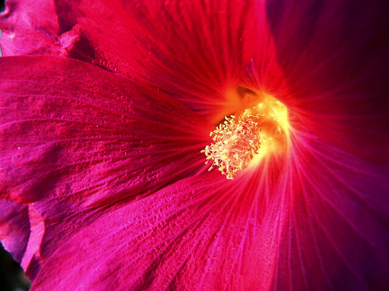 photo ""Цветок"/hollyhock/(Аlthaea rosea)/" tags: nature, flowers