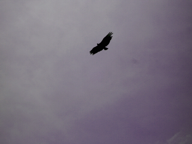 photo "flying alone" tags: nature, wild animals