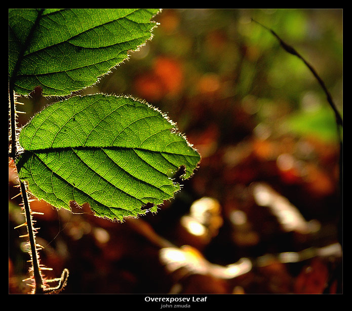photo "Overexposive leaf :)" tags: nature, landscape, flowers