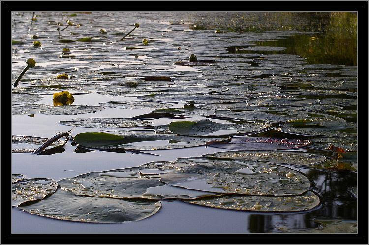 photo "As this world is fine." tags: nature, landscape, flowers, water
