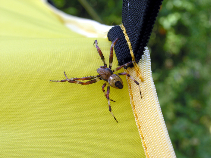 photo "The visitor" tags: nature, macro and close-up, insect