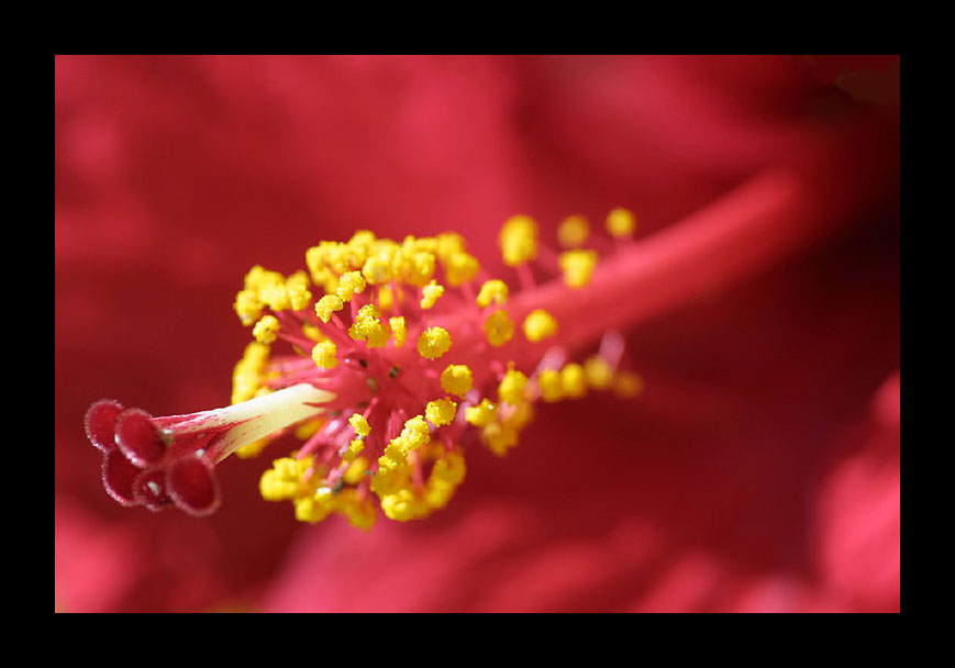 photo "velvet" tags: nature, flowers