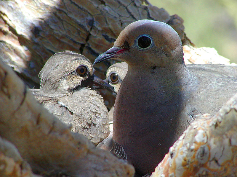 photo "Desert Doves" tags: nature, travel, North America, wild animals