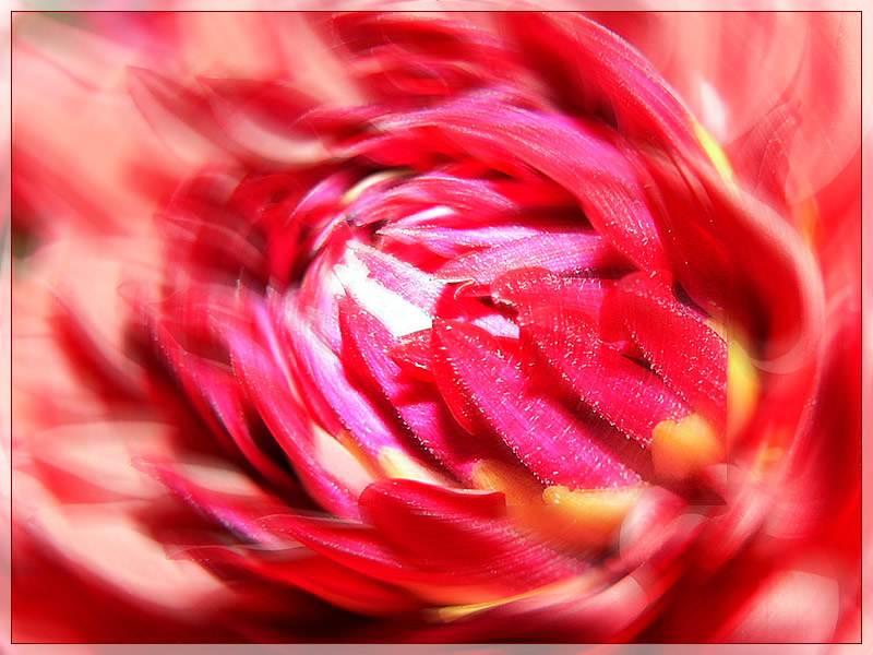 photo "Whirlwind" tags: nature, montage, flowers