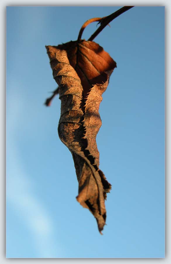 photo "Last leaf" tags: macro and close-up, nature, flowers