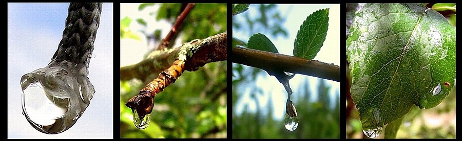 photo "Fairy tale on droplets" tags: nature, macro and close-up, 