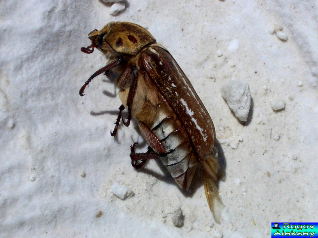 фото "Мертвый жук" метки: природа, насекомое