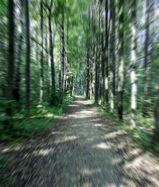 photo "In the forest... (illusion)" tags: nature, misc., 