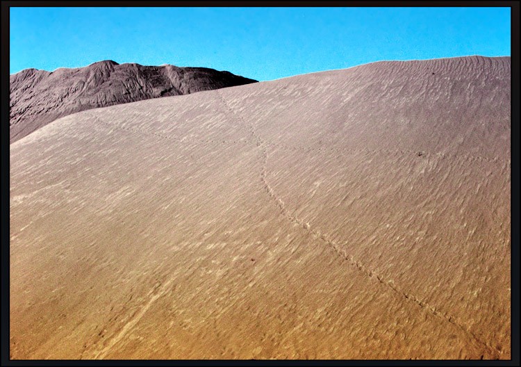 photo "looking for the Desert Rose" tags: landscape, 