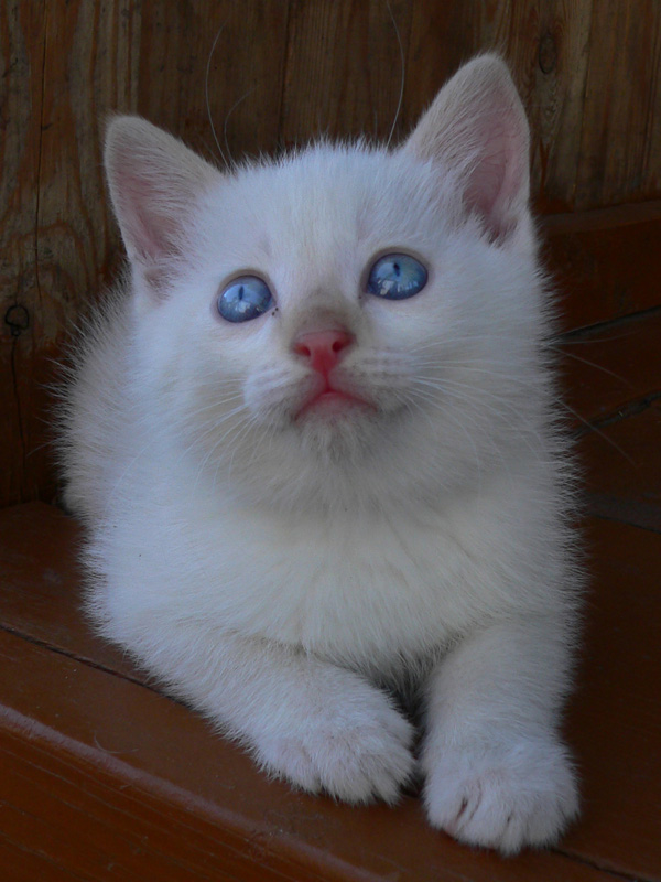 photo "Rural baby-cat" tags: nature, genre, pets/farm animals