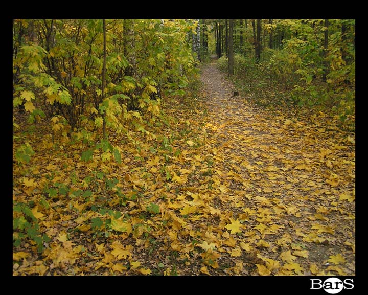 фото "Листопад" метки: природа, 