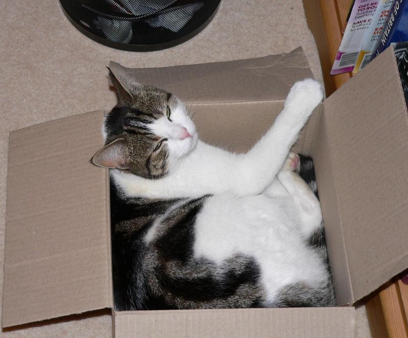photo "Boxes are so comfortable...." tags: humor, 
