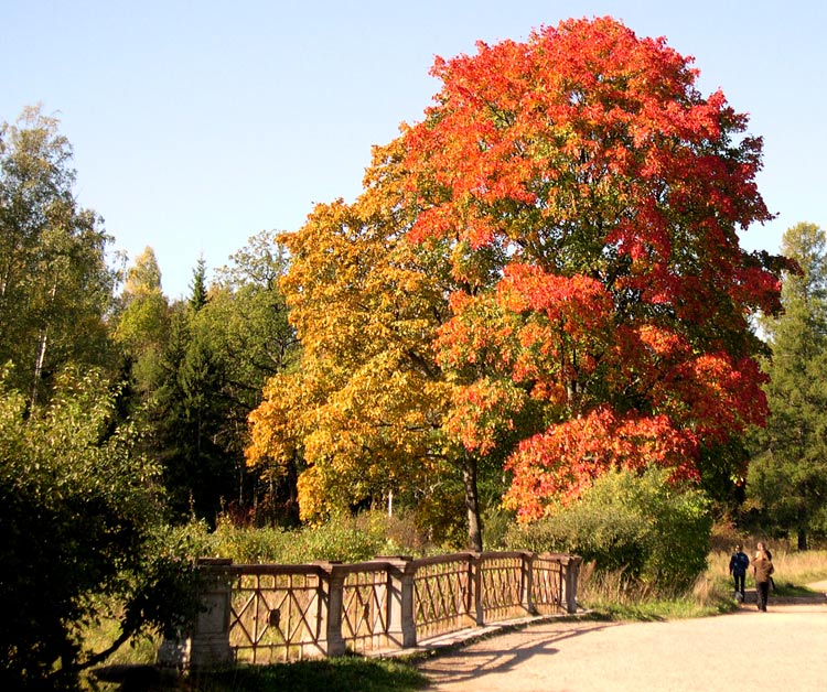 photo "sunny Fall" tags: landscape, autumn