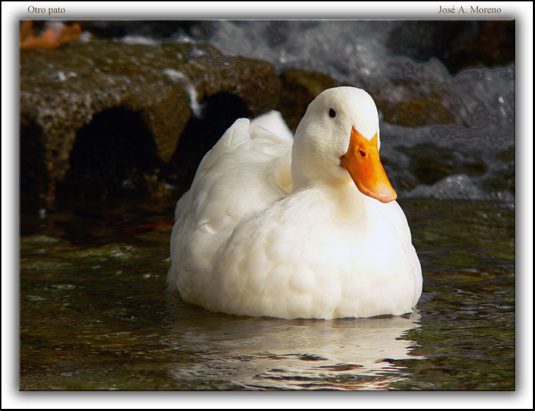 photo "Another duck" tags: nature, wild animals