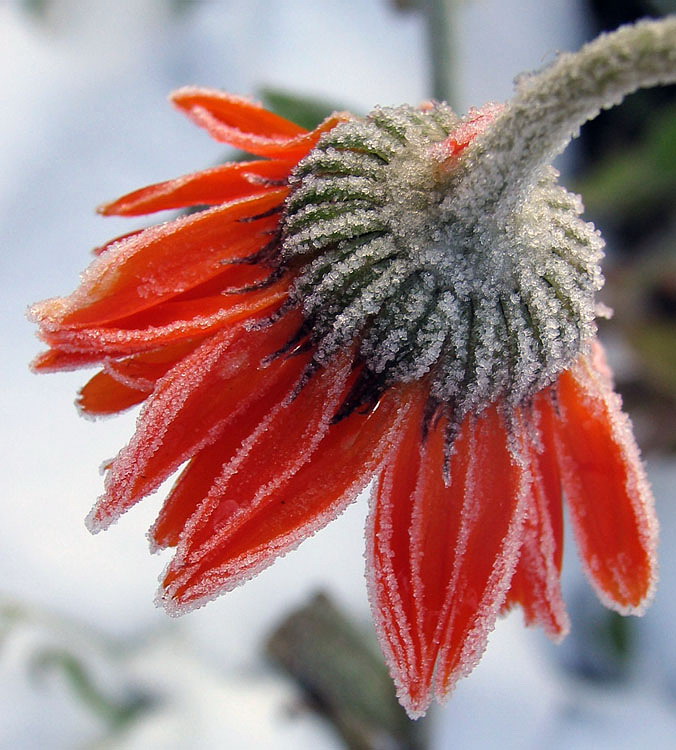 photo "Will soon thaw!" tags: nature, macro and close-up, flowers