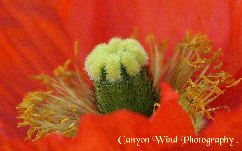 photo "" Her very soul " !" tags: macro and close-up, nature, flowers