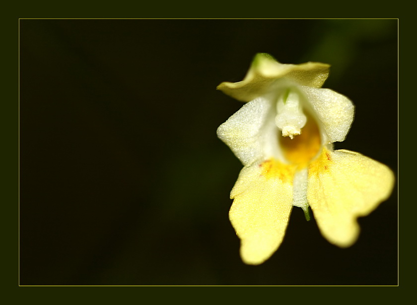 фото "Королева" метки: макро и крупный план, 