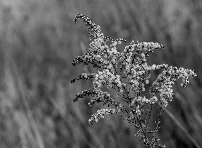 photo ".." tags: nature, black&white, 