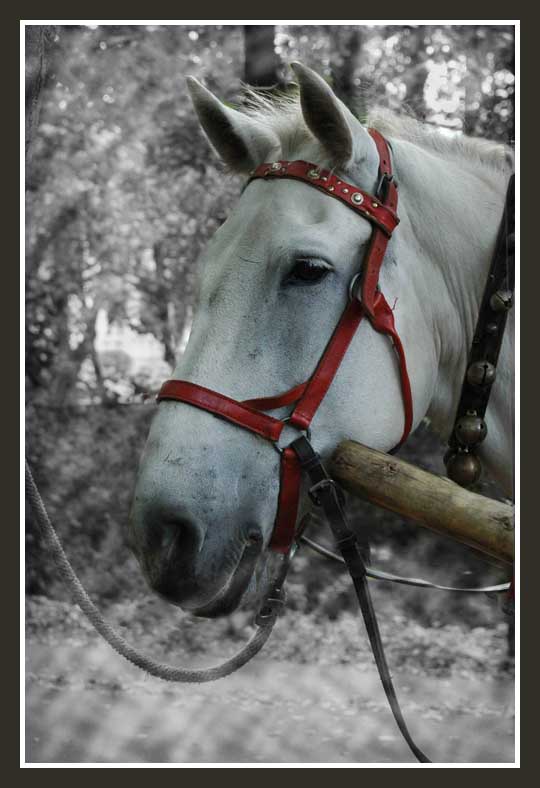 photo "Portrait of a horse" tags: portrait, nature, pets/farm animals