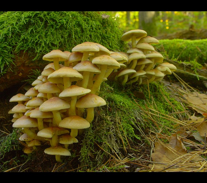 photo "Mashrooms colony" tags: nature, macro and close-up, 