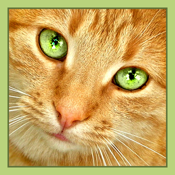 photo "Green" tags: portrait, nature, pets/farm animals