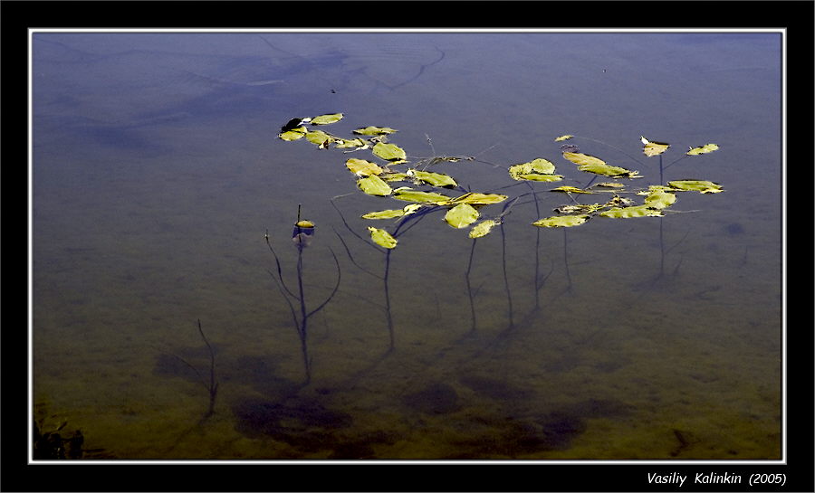 photo "Double life" tags: landscape, autumn, water