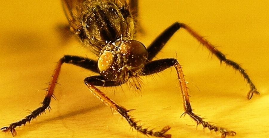 photo "tired insect" tags: nature, macro and close-up, insect