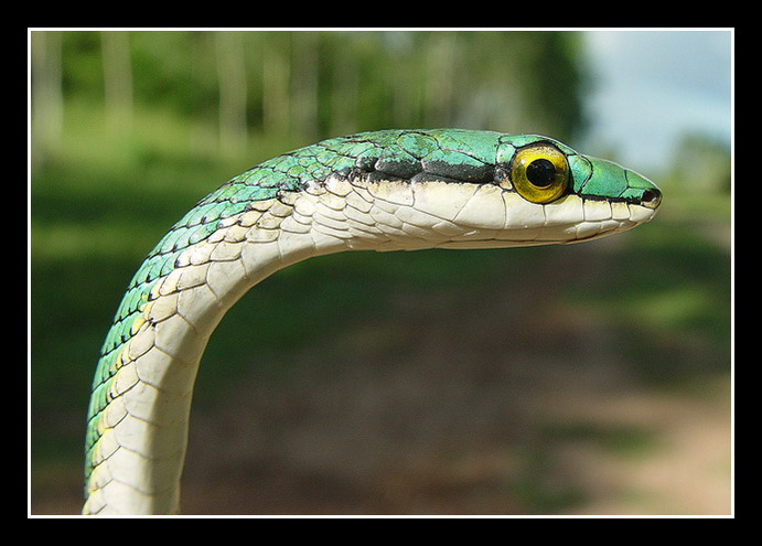 фото "Snake" метки: природа, макро и крупный план, дикие животные