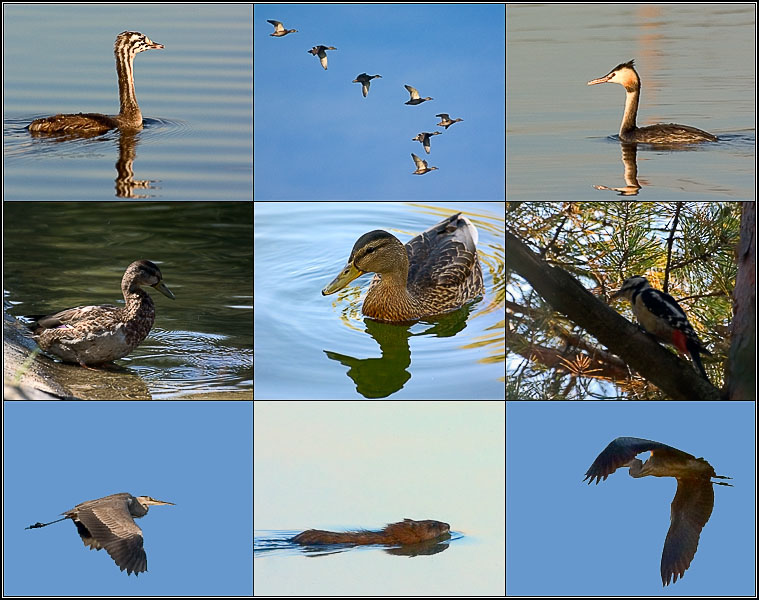 photo "City trophies..." tags: nature, wild animals
