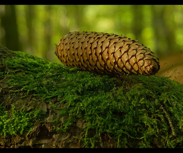 фото "Cone" метки: природа, макро и крупный план, 