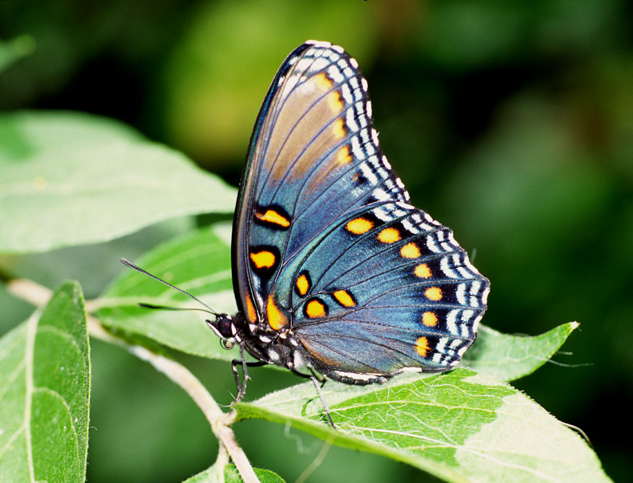 photo "Red-spotted purple butterfly" tags: nature, insect