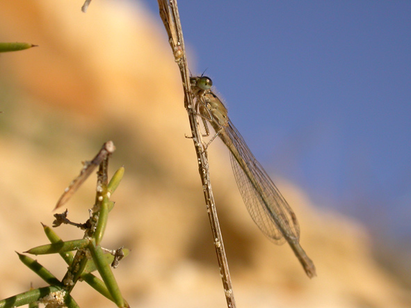 photo "beach dragonfly" tags: macro and close-up, nature, insect