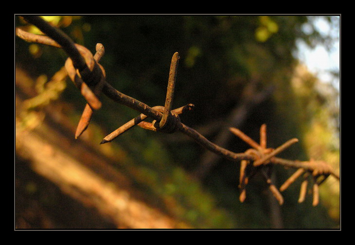 photo "Prickly makro in warm tones" tags: macro and close-up, 