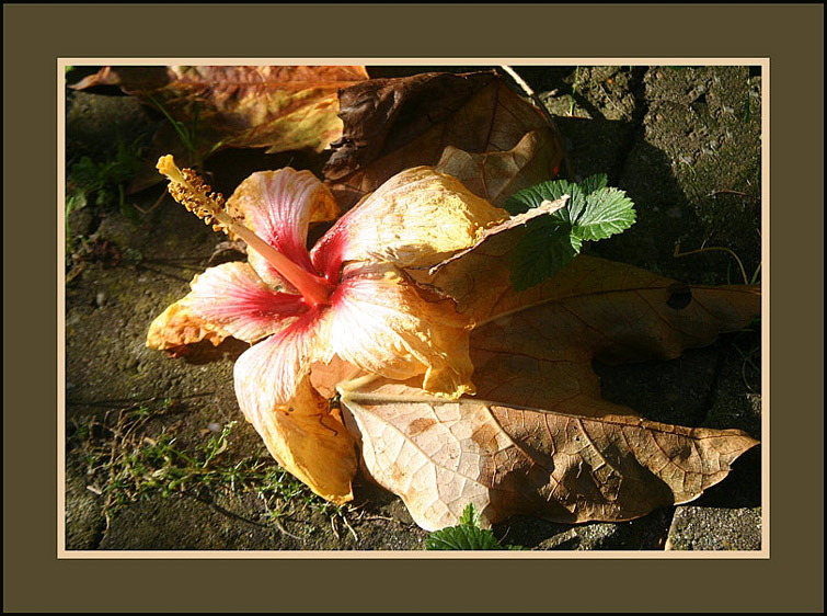 photo "Fading beauty" tags: nature, flowers