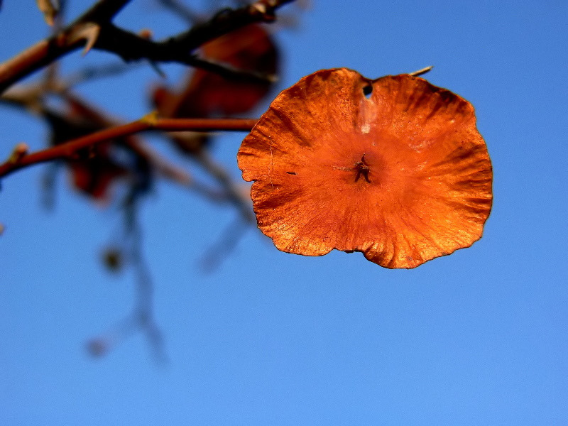 фото ""Опят осень"/Again autumn/" метки: природа, цветы