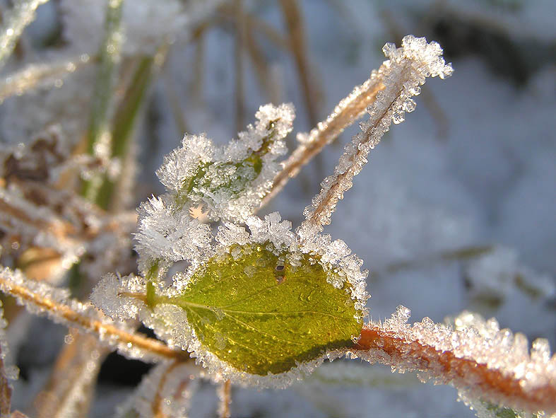 фото "снежный леденец" метки: макро и крупный план, природа, цветы