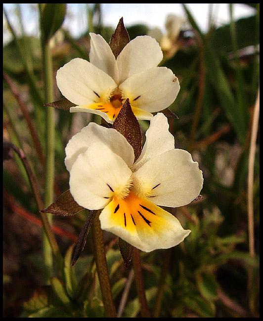 photo "Flowers" tags: nature, flowers