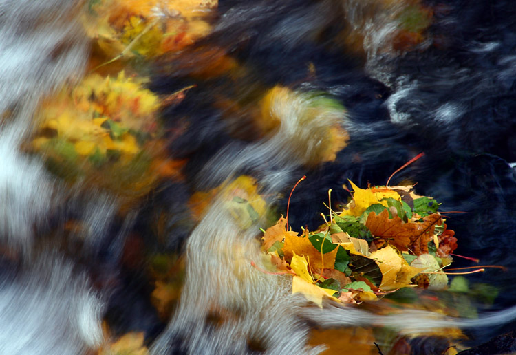photo "Autumn Collection" tags: landscape, nature, autumn