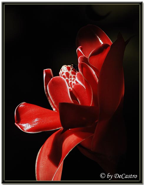 фото "Red" метки: природа, цветы