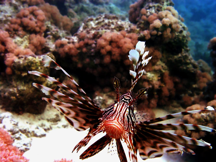 photo "Well-at ... A fish, in general... Floats... It liv" tags: underwater, travel, Africa