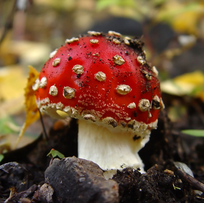 photo "Mushroom" tags: landscape, autumn