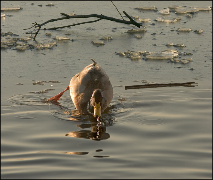photo "Oh, has slipped! :)))" tags: nature, humor, wild animals