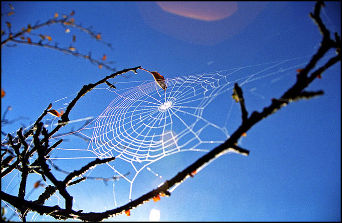 photo "spider web" tags: nature, insect