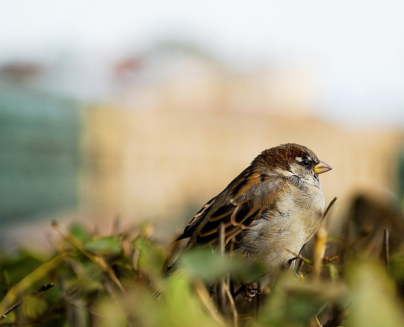 photo "some majestic sparrow" tags: nature, wild animals